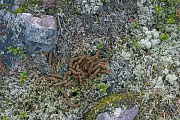Gestueber vom Auerhuhn - (Auerhahngestueber)  -  Kot vom Auerhuhn - (Auerhahnkot), Tetrao urogallus, Western Capercaillie droppings