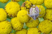 Beerenwanze ernaehrt sich von Blumen und Fruechten vieler Pflanzenarten  -  (Foto Beerenwanze auf Rainfarn), Dolycoris baccarum, Sloe Bug feeds on flowers and fruits of many plants  -  (Photo Sloe Bug on Tansy)