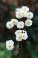 Das Berufkraut ist weltweit mit circa 400 Arten vertreten, davon kommen 9 Spezies in Europa vor, Erigeron lonchophyllus, The Shortray Fleabane is a native flowering plant of North America