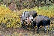 Elch, nur die Maennchen tragen Geweihe  -  (Alaskaelch - Foto Elchschaufler spielerisch kaempfend), Alces alces - Alces alces gigas, Moose, only the bull Moose grow antlers  -  (Giant Moose - Photo bull Moose playfully fighting)