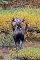 Elch, in der Brunft suchen Bullen die Weibchen auf, um sich mit ihnen zu paaren  -  (Alaska-Elch - Foto Elchschaufler spielerisch kaempfend), Alces alces - Alces alces gigas, Moose, in the mating season, the bulls will seek several cows to breed with  -  (Giant Moose - Photo bull Moose playfully fighting)