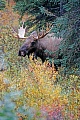 Elch, das Wachstum der neuen Geweihe beginnt im Fruehjahr  -  (Alaskaelch - Foto junger Elchbulle), Alces alces - Alces alces gigas, Moose, the new antlers will regrow in the spring  -  (Giant Moose - Photo young bull Moose)