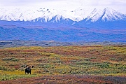 Elch, die Paarungszeit wird in der Fachsprache Brunft oder Brunftzeit genannt  -  (Alaska-Elch - Foto Elchbulle vor der Alaska-Bergkette), Alces alces - Alces alces gigas, Moose, the mating season called THE RUT  -  (Giant Moose - Photo bull Moose in front of the Alaska-Range)