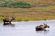 Elche sind dafuer bekannt ins Wasser zu waten um Wasserpflanzen zu fressen  -  (Alaska-Elch - Foto Elchschaufler und Elchkuh in einem Tundrasee), Alces alces - Alces alces gigas, Moose are known to wade into water to eat aquatic plants  -  (Alaska Moose - Photo bull Moose and cow Moose in a lake in the tundra)