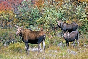 Elch, ausgewachsene  Elchkuehe erreichen in Alaska ein Durchschnittsgewicht von 478kg  -  (Alaska-Elch - Foto Elchkuh und Kaelber in der herbstlichen Tundra), Alces alces - Alces alces gigas, Moose, a mature Alaskan cow Moose has an average weigh of 478kg  -  (Alaska Moose - Photo cow Moose and calves in indian summer)