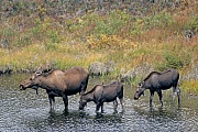 Elch, die gefaehrlichsten natuerlichen Feinde in Europe sind Woelfe und Baeren  -  (Alaska-Elch - Foto Elchkuh und Elchkaelber in einem Tundrasee), Alces alces - Alces alces gigas, Moose, predators in Europe are wolves and bears  -  (Giant Moose - Photo cow Moose and calves in a lake in the tundra)