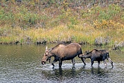 Elche sind dafuer bekannt ins Wasser zu waten um Wasserpflanzen zu fressen  -  (Alaska-Elch - Foto Elchkuh und Kalb in einem Tundrasee), Alces alces - Alces alces (alces), Moose are known to wade into water to eat aquatic plants  -  (Alaska Moose - Photo cow Moose with calf in a pond)