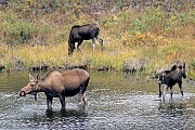 Elche sind die einzige Hirschart, die auch unter Wasser fressen kann  -  (Alaska-Elch - Foto Elchkuh und Elchkaelber in einem Tundrasee), Alces alces - Alces alces gigas, Moose are the only deer that are capable of feeding underwater  -  (Giant Moose - Photo cow Moose and calves in a lake in the tundra)