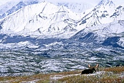 Elch, die Maennchen verlieren ihre Geweihe am Ende des Winters  -  (Alaska-Elch - Foto Elchbulle ruht im Schnee vor der Alaska-Bergkette), Alces alces - Alces alces gigas, Moose, the males drop their antlers at the end of winter  -  (Alaska Moose - Photo bull Moose in front of the Alaska-Range)