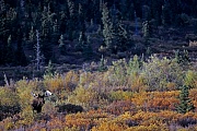 Elch, in der Brunft kann es zwischen den Bullen zu Kaempfen kommen, bei diesen geht es um das Vorrecht, sich mit den Elchkuehen zu paaren  -  (Alaskaelch - Foto Elchschaufler in der Brunft), Alces alces - Alces alces gigas, Moose, in the mating season, the bulls will fight for access to females  -  (Alaskan Moose - Photo bull Moose in the rut)