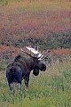 Elche koennen in freier Wildbahn ein Alter von 15 Jahren erreichen, dies ist aber nur selten der Fall  -  (Alaska-Elch - Foto Elchschaufler), Alces alces - Alces alces gigas, Moose, the maximum lifespan in the wild is 15 years  -  (Giant Moose - Photo bull Moose)