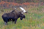 Elche sind die einzige Hirschart, die auch unter Wasser fressen kann  -  (Alaska-Elch - Foto Elchbulle), Alces alces - Alces alces gigas, Moose are the only deer that are capable of feeding underwater  -  (Giant Moose - Photo bull Moose)