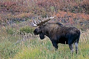 Elch, das Wachstum der neuen Geweihe beginnt im Fruehjahr  -  (Alaska-Elch - Foto Elchschaufler vor Brunftbeginn), Alces alces - Alces alces gigas, Moose, the new antlers will regrow in the spring  -  (Alaska Moose - Photo bull Moose)
