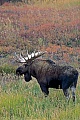 Elch, das Wachstum der Geweihe ist nach circa 5 Monaten abgeschlossen  -  (Alaska-Elch - Foto Elchschaufler vor dem Beginn der Brunft), Alces alces - Alces alces gigas, Moose, the antlers take about 5 months to fully develop  -  (Alaska Moose - Photo bull Moose)