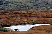 Elch, in Alaska und Sibirien koennen die groessten Vertreter dieser Tierart beobachtet werden  -  (Alaskaelch - Foto Elchbulle in einem Tundrasee), Alces alces - Alces alces gigas, Moose, the largest subspecies can be found in Alaska and Siberia  -  (Alaska Moose - Photo bull Moose in a pond)