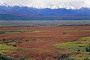 Elche sind weltweit die groessten lebenden Vertreter aus der Familie der Hirsche  -  (Alaska-Elch - Foto Elchbullen vor der Alaskabergkette), Alces alces - Alces alces gigas, Moose is the largest species in the deer family  -  (Alaska Moose - Photo bull Moose in front of the Alaskarange)