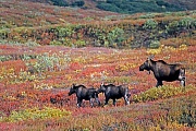 Elch, die Tragzeit der Elchkuh betraegt 8 Monate  -  (Alaskaelch - Foto Elchkuh mit Kaelbern), Alces alces - Alces alces gigas, Moose, the females have an eight-month gestation period  -  (Giant Moose - Photo cow Moose and calves)