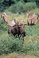 Elch, eine samtige stark durchblutete Haut, Bast genannt, umschliesst das sich im Wachstum befindliche Geweih  -  (Alaska-Elch - Foto kapitaler Elchbulle mit Bastgeweih), Alces alces - Alces alces gigas, Moose, a soft, blood-rich skin covering called velvet supplies blood to the growing antlers  -  (Giant Moose - Photo bull Moose with velvet-covered antlers)