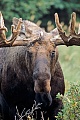 Elch, eine samtige stark durchblutete Haut, Bast genannt, umschliesst das sich im Wachstum befindliche Geweih  -  (Alaska-Elch - Foto kapitaler Elchbulle mit Bastgeweih), Alces alces - Alces alces gigas, Moose, a soft, blood-rich skin covering called velvet supplies blood to the growing antlers  -  (Giant Moose - Photo bull Moose with velvet-covered antlers)