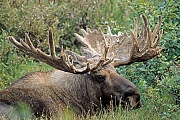 Elche koennen taeglich mehr als 32kg Nahrung aufnehmen  -  (Alaska-Elch - Foto kapitaler Elchbulle mit Bastgeweih), Alces alces - Alces alces gigas, Moose can eat up to 32kg of food per day  -  (Alaskan Moose - Photo bull Moose with velvet-covered antlers)