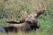 Elch, nur den Maennchen wachsen Geweihe  -  (Alaskaelch - Foto kapitaler Elchschaufler mit Bastgeweih), Alces alces - Alces alces gigas, Moose, only the bull Moose grow antlers  -  (Alaskan Moose - Photo bull Moose with velvet-covered antlers)