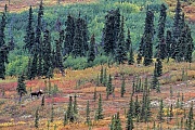 Elche sind weltweit die groessten lebenden Vertreter aus der Familie der Hirsche  -  (Alaska-Elch - Foto Elchbulle in der Brunft), Alces alces - Alces alces gigas, Moose is the largest species in the deer family  -  (Alaskan Moose - Photo bull Moose in the rut)