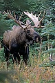 Elch, das Wachstum der neuen Geweihe beginnt im Fruehjahr  -  (Alaska-Elch - Foto Elchschaufler vor Brunftbeginn), Alces alces - Alces alces gigas, Moose, the new antlers will regrow in the spring  -  (Alaskan Moose - Photo bull Moose in coniferous forest)