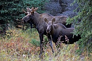 Elch, gute Beobachtungsmoeglichkeiten finden Naturliebhaber in Norwegen, Schweden und Finnland  -  (Alaska-Elch - Foto junger Elchbulle und Elchkalb), Alces alces - Alces alces gigas, Moose are found in large numbers throughout Norway, Sweden and Finland  -  (Giant Moose - Photo young bull Moose and Moose calf)