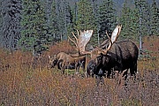 Elch, in der Brunft suchen Bullen die Weibchen auf, um sich mit ihnen zu paaren  -  (Alaskaelch - Foto Elchschaufler und Elchkuh in der Brunft), Alces alces - Alces alces gigas, Moose, in the mating season, the bulls will seek several cows to breed with  -  (Giant Moose - Photo bull Moose and cow in the rut)
