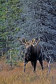Elch, das Fleisch der Tiere ist noch heute eine wichtige Nahrungsgrundlage bei vielen Voelkern der Nordhalbkugel  -  (Alaska-Elch - Foto junger Elchbulle in der Brunft), Alces alces - Alces alces gigas, Moose, the moose meat still plays an important role for the people of the Northern Hemisphere  -  (Alaska Moose - Photo young bull Moose in the rut)