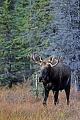 Elch, die Paarungszeit wird in der Fachsprache Brunft oder Brunftzeit genannt  -  (Alaska-Elch - Foto junger Elchbulle in der Brunftzeit), Alces alces - Alces alces gigas, Moose, the mating season called THE RUT  -  (Giant Moose - Photo young bull Moose in the rut)