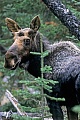 Elch, das Wachstum der neuen Geweihe beginnt im Fruehjahr  -  (Westkanadischer Elch - Foto Elchbulle im Fruehling), Alces alces - Alces alces andersoni, Moose, the new antlers will regrow in the spring  -  (Western Moose - Photo bull Moose in spring)