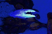 Biofluoreszenz einer Schere der Gemeinen Strandkrabbe unter UV-Licht, Carcinus maenas, Biofluorescence of a Shore Crab pincer under UV light
