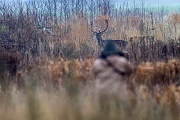 Willi versucht einen Damhirsch zu fotografieren, Dezember 2016, Willi photographs a Fallow Deer stag