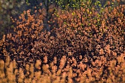 Gagelstrauch blueht von April bis Mai  -  (Gagel - Foto Gagelstrauch maennliche Kaetzchen), Myrica gale, Bog-Myrtle, the foliage has a sweet resinous scent  -  (Sweetgale - Photo Bog-Myrtle male catkins)