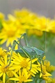 Gruenes Heupferd ist in der Regel komplett gruen gefaerbt  -  (Grosses Heupferd - Foto junges Exemplar), Tettigonia viridissima, Great Green Bush-cricket is most often completely green  -  (Photo young animal)