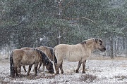 Konikstuten im Schneetreiben - (Waldtarpan - Rueckzuechtung), Equus ferus caballus - Equus ferus ferus, Heck Horse mares in driving snow - (Tarpan - breed back)