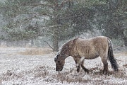 Konikstute auf Nahrungssuche im Schneetreiben - (Waldtarpan - Rueckzuechtung), Equus ferus caballus - Equus ferus ferus, Heck Horse mare foraging in snow flurry - (Tarpan - breed back)