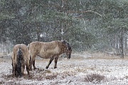 Heck Horse mares in driving snow - (Tarpan - breed back)