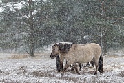 Konikstuten im Schneetreiben - (Waldtarpan - Rueckzuechtung), Equus ferus caballus - Equus ferus ferus, Heck Horse mares in driving snow - (Tarpan - breed back)