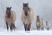 Konikhengste und Stuten wechseln ueber eine verschneite Wiese - (Waldtarpan - Rueckzuechtung), Equus ferus caballus, Heck Horse stallions and mares cross a snowy covered meadow - (Tarpan - breed back)