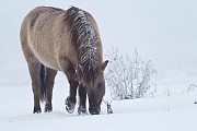 Konikstute scharrt Schnee beiseite um an Nahrung zu gelangen - (Waldtarpan - Rueckzuechtung), Equus ferus caballus, Heck Horse mare paw snow aside to find something to eat - (Tarpan - breed back)