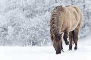 Konikhengst auf Nahrungssuche in einer verschneiten Flussniederung - (Waldtarpan - Rueckzuechtung), Equus ferus caballus, Heck Horse stallion foraging in a snowy covered meadow in a flood plain - (Tarpan - breed back)