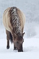 Konikstute scharrt Schnee beiseite um an Nahrung zu gelangen - (Waldtarpan - Rueckzuechtung), Equus ferus caballus, Heck Horse mare paw snow aside to find something to eat - (Tarpan - breed back)