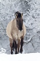 Konikhengst wandert durch eine verschneite Flussniederung - (Waldtarpan - Rueckzuechtung), Equus ferus caballus, Heck Horse stallion cross a snowy covered meadow in a flood plain - (Tarpan - breed back)
