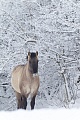 Konikhengst steht entspannt auf einer Sumpfwiese - (Waldtarpan - Rueckzuechtung), Equus ferus caballus, Heck Horse stallion stand relaxed on a marshy meadow - (Tarpan - breed back)