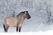 Konikhengst beobachtet aufmerksam einen anderen Hengst - (Waldtarpan - Rueckzuechtung), Equus ferus caballus, Heck Horse stallion look intently to another stallion - (Tarpan - breed back)