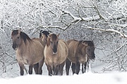 Konikhengst und Stuten stehen gemeinsam unter schneebedeckten Aesten - (Waldtarpan - Rueckzuechtung), Equus ferus caballus, Heck Horse stallion and mares stand together under snowy covered branches - (Tarpan - breed back)