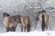 Konikhengst und Stuten stehen gemeinsam unter schneebedeckten Aesten - (Waldtarpan - Rueckzuechtung), Equus ferus caballus, Heck Horse stallion and mares stand together under snowy covered branches - (Tarpan - breed back)