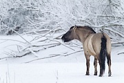 Konikhengst beobachtet aufmerksam einen anderen Hengst - (Waldtarpan - Rueckzuechtung), Equus ferus caballus, Heck Horse stallion look intently to another stallion - (Tarpan - breed back)